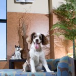 SnugPetResort_08