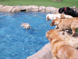 pool-dogs1