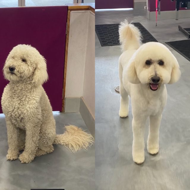 Looking good pet spa cheap