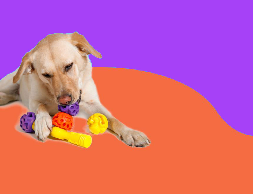 Doggie Daycare