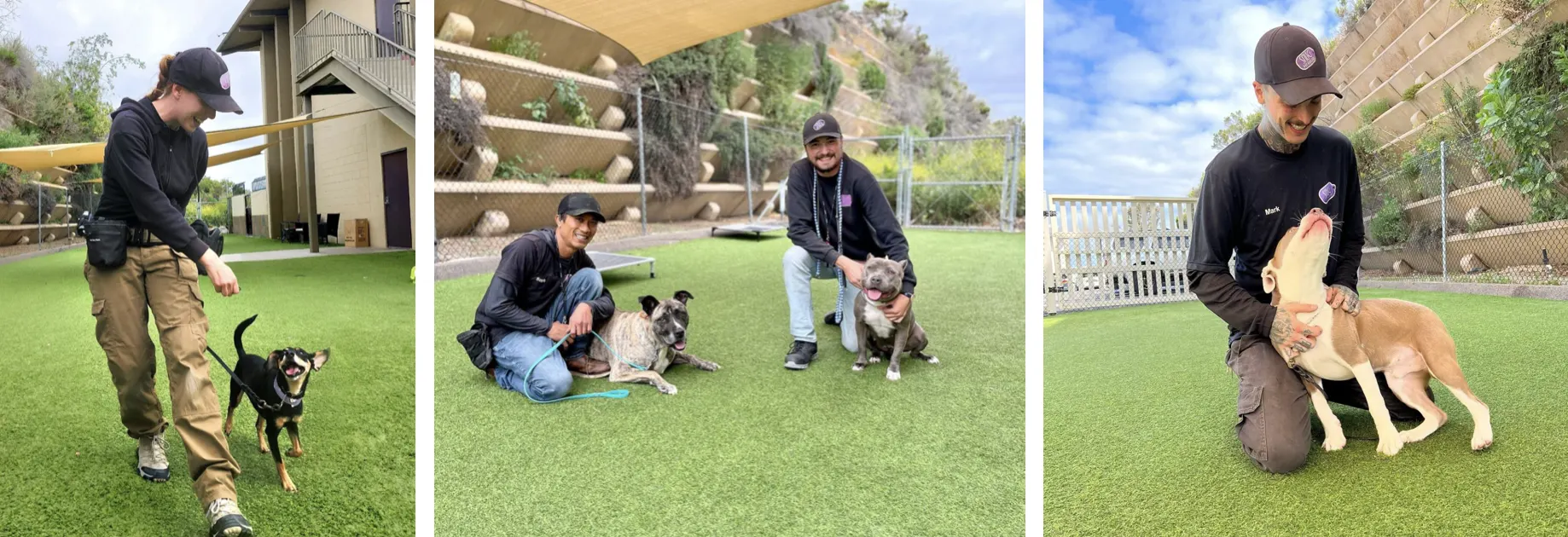 dog training image